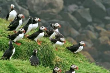 puffin