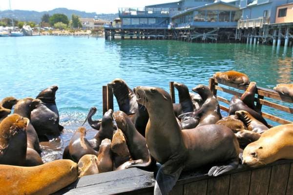 seals.jpg
