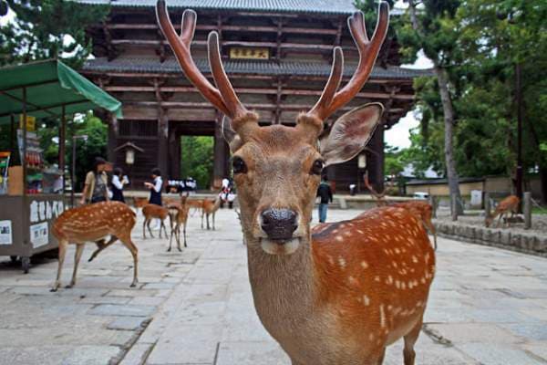 nara1.jpg